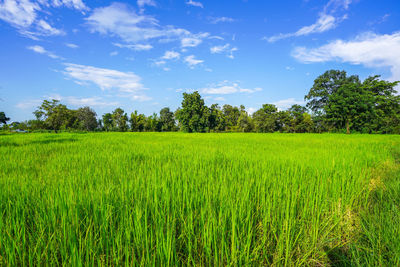 Scenic view of agricultural field against sky