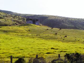 Scenic view of landscape