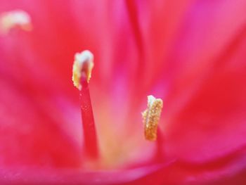 Close-up of red flower