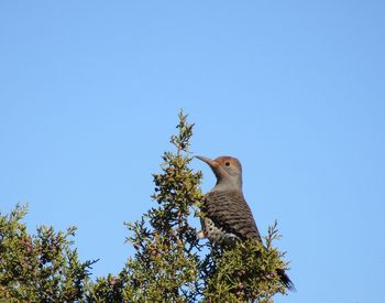 Low angle view of bird perching on a tree