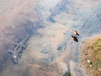 High angle view of man surfing in sea