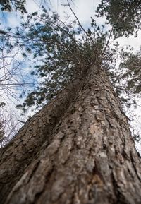 Low angle view of tree against sky