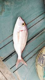 High angle view of fish on table