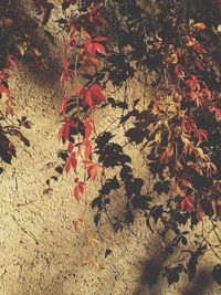 Close-up of maple leaves during autumn