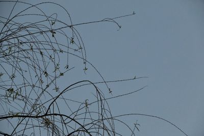 Low angle view of bare trees against sky