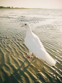 Silhouette of birds on beach