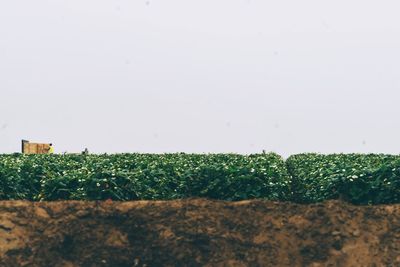 View of fields against clear sky