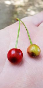 Close-up of hand holding tomatoes