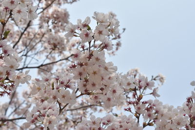 Low angle view of cherry blossoms against sky