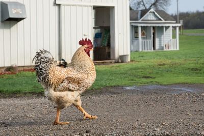 Close-up of hen walking at barn
