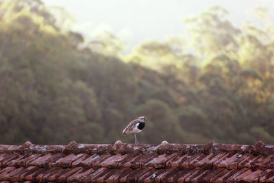 Vanellus chilensis - bird