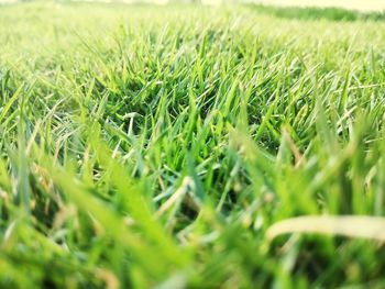 Close-up of grass on field