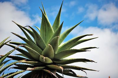 Low angle view of succulent plant against sky