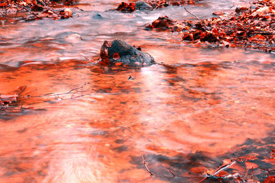 Close-up of turtle in river