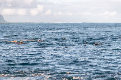 View of ducks swimming in sea