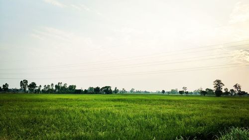 Scenic view of field against clear sky