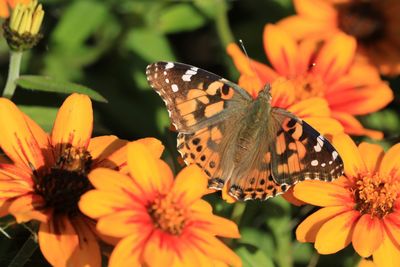 Close-up of butterfly pollinating on flower