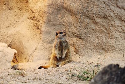 Squirrel on rock