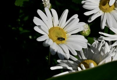 Close-up of white daisy flower