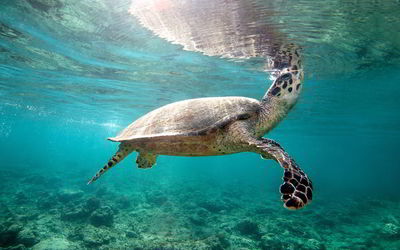 Close-up of turtle swimming undersea