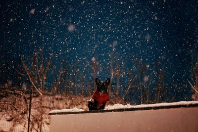 Portrait of french bulldog dog in snow during winter