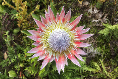 Close-up of cactus flower