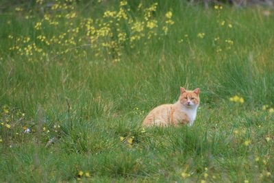 Portrait of cat sitting on grass