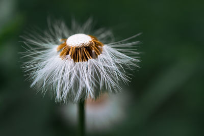 Close-up of dandelion flower