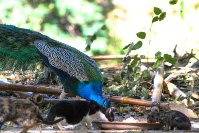 Close-up of birds eating plants