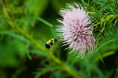 Close-up of bee pollinating on purple flower