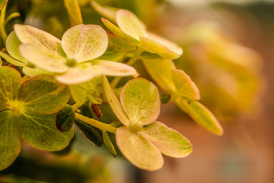 Close-up of green leaves