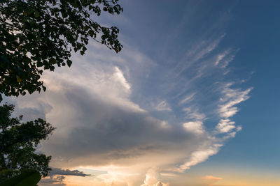 Low angle view of trees against sky