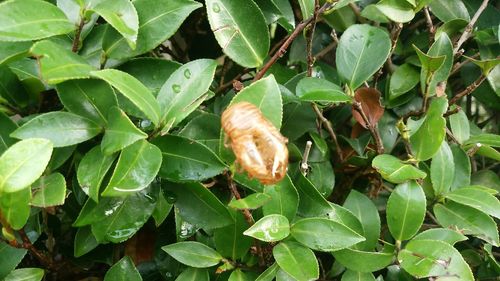 Close-up of snail on plant