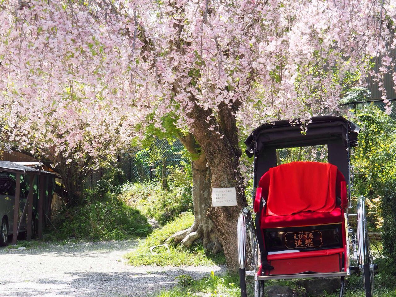 tree, flower, no people, transportation, nature, growth, beauty in nature, day, outdoors