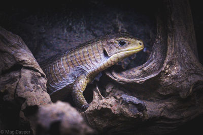 Close-up of lizard on tree trunk