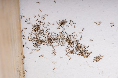 High angle view of ant on white wall