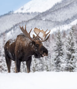 Moose on snow covered land