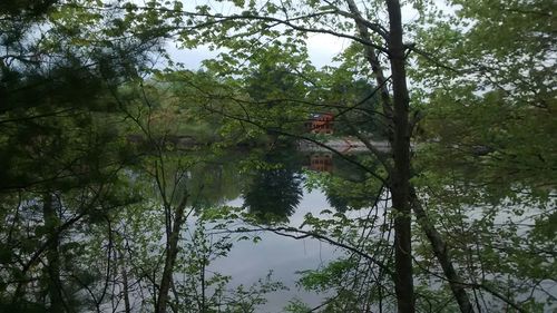 Reflection of trees in water