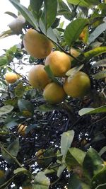 Close-up of fruits on tree