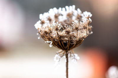 Close-up of wilted flower