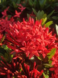 Close-up of red flowering plant