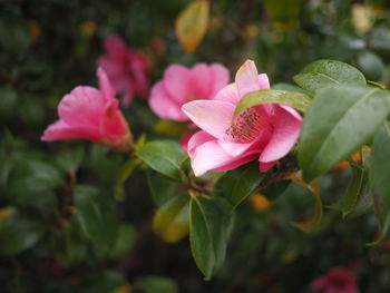 Close-up of pink flowers blooming outdoors