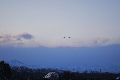 Birds flying in sky