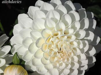 Close-up of white flowers blooming outdoors