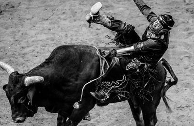 Man riding horse on field