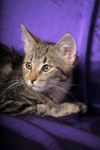 Close-up portrait of a cat