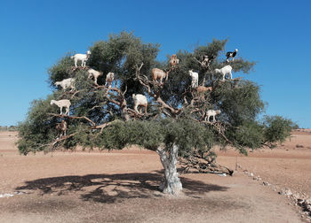 Trees on beach against clear blue sky