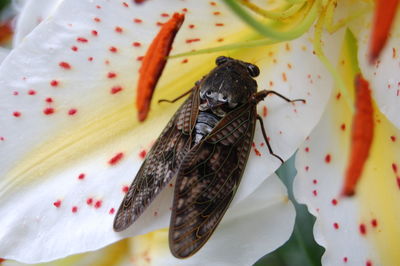 Close-up of insect on flower