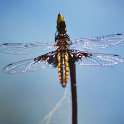 Close-up of insect against clear blue sky