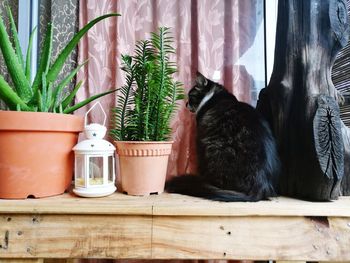 Close-up of black cat on potted plant